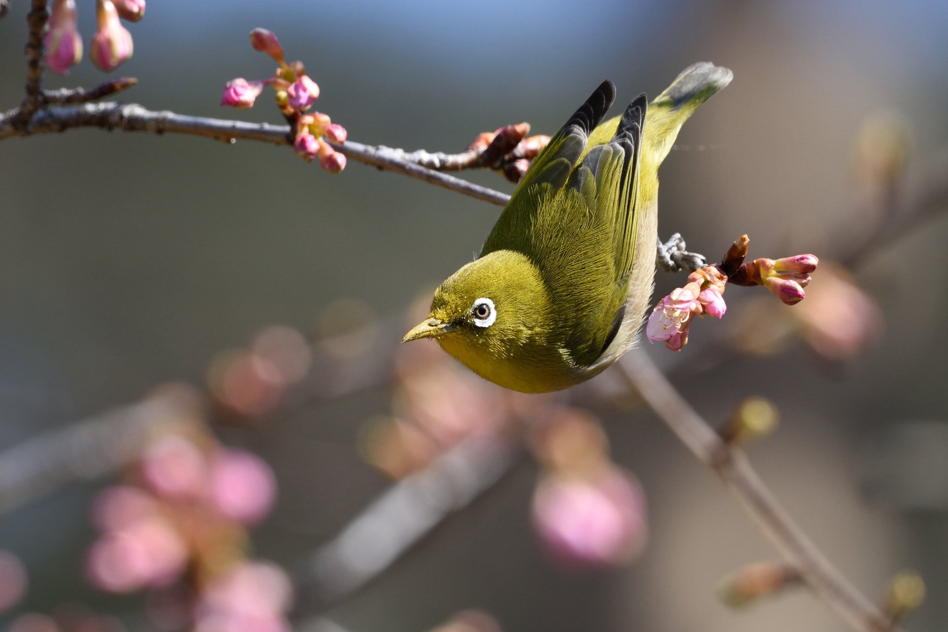 Весенние птицы фото. Японская белоглазка. Весенние птички. Птица на ветке. Птицы весной.