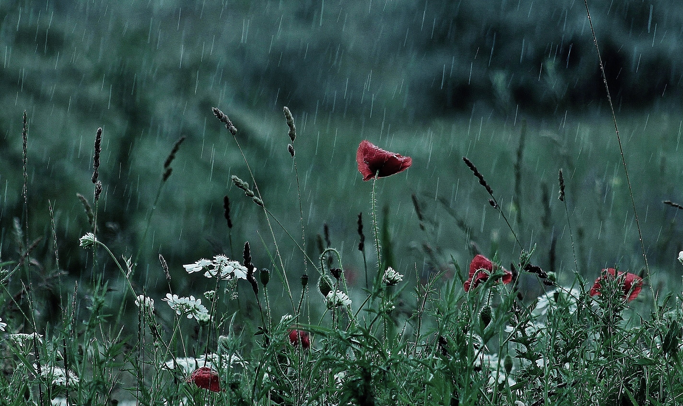 В воздухе пахнет травой. Летний дождь. Природа дождь. Лето дождь. Летний ливень.