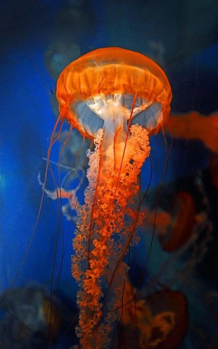 Морская крапива. Медуза Тихоокеанская морская крапива. Морская крапива (Chrysaora). Черноморская крапива медуза.