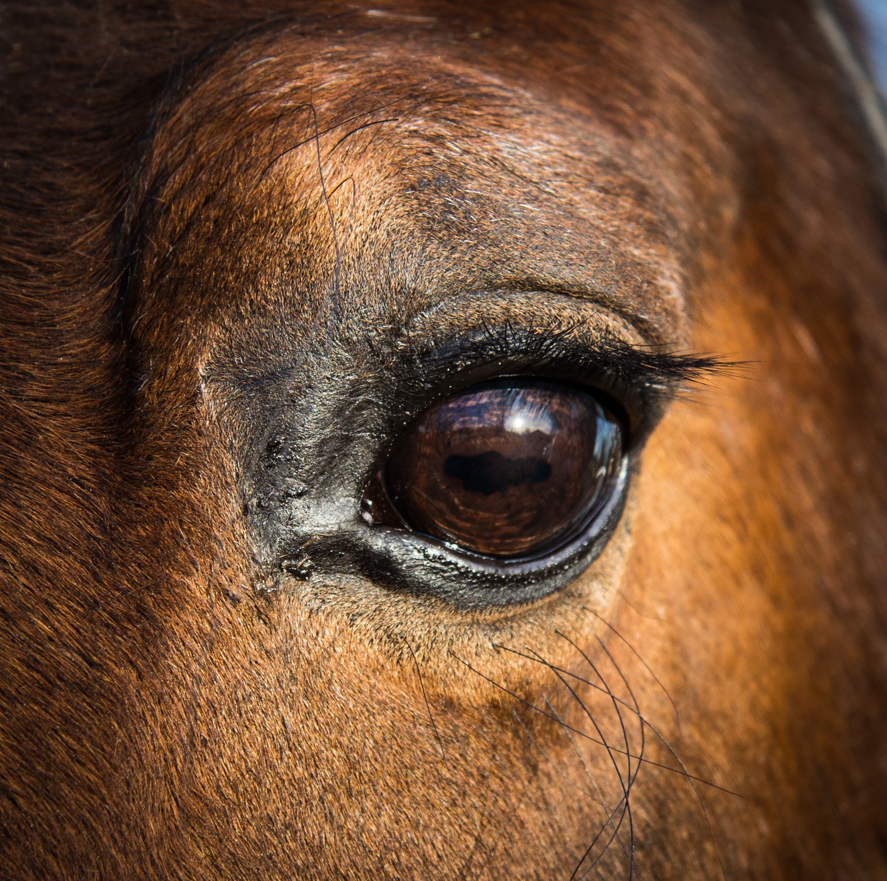 Какие глаза у зверей. Глаз лошади. Глаза коровы. Зрачок лошади. Морда лошади.