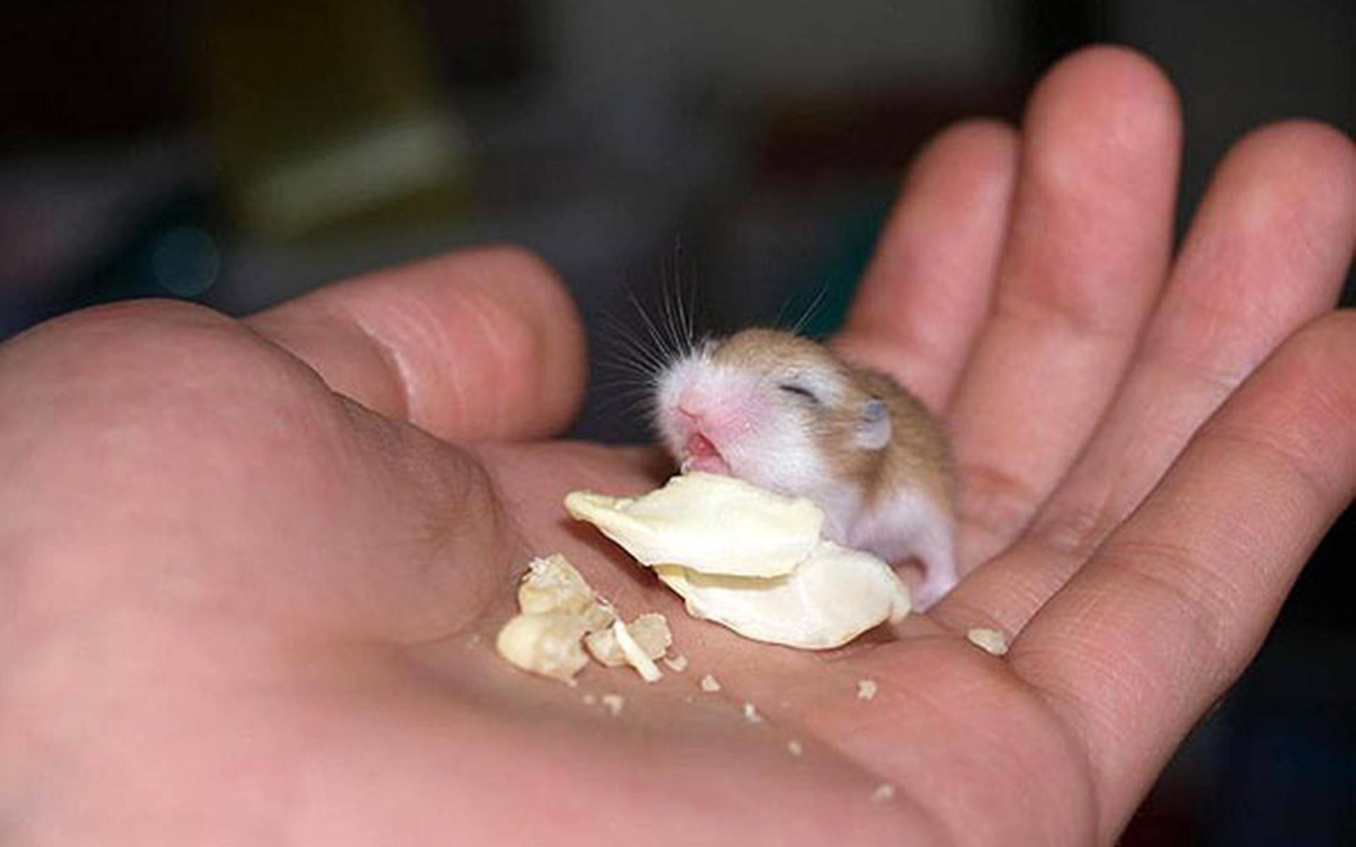 Мышь мужского рода. Джунгарский хомячок. Хомяки джунгарики Детеныши. Самые маленькие хомячки. Хомяк в руке.