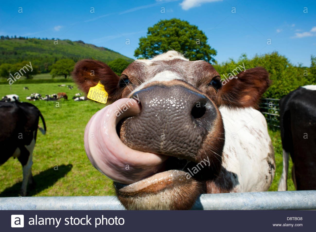 Корова слизала. Смешные коровы. Корова. Язык коровы. Улыбка коровы.