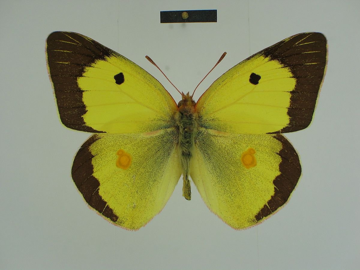 Бабочка желтушка