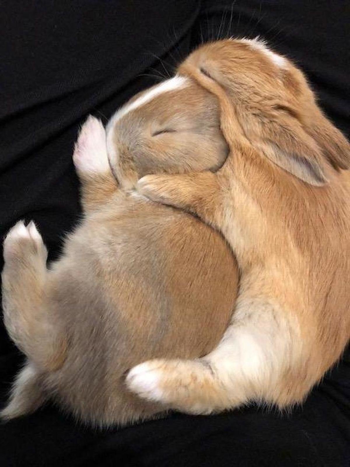 Уставшая зайка. Кролики обнимаются. Спящие зайчики. Спящие кролики. Объятия животных.