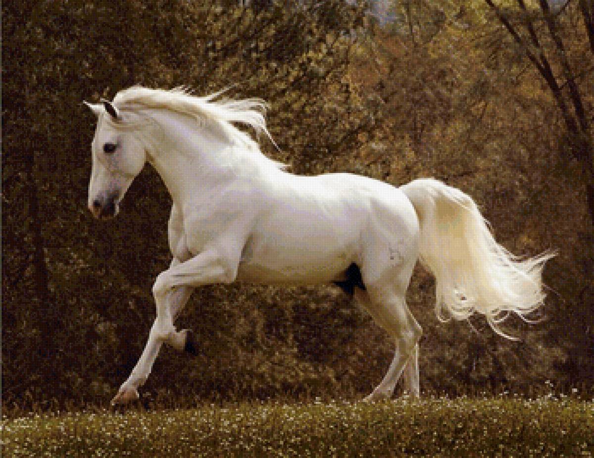 Белоснежные лошадки. Андалузская лошадь белоснежная. Андалузская лошадь гнедая. Веласкес белый конь. Липицианская порода лошадей.