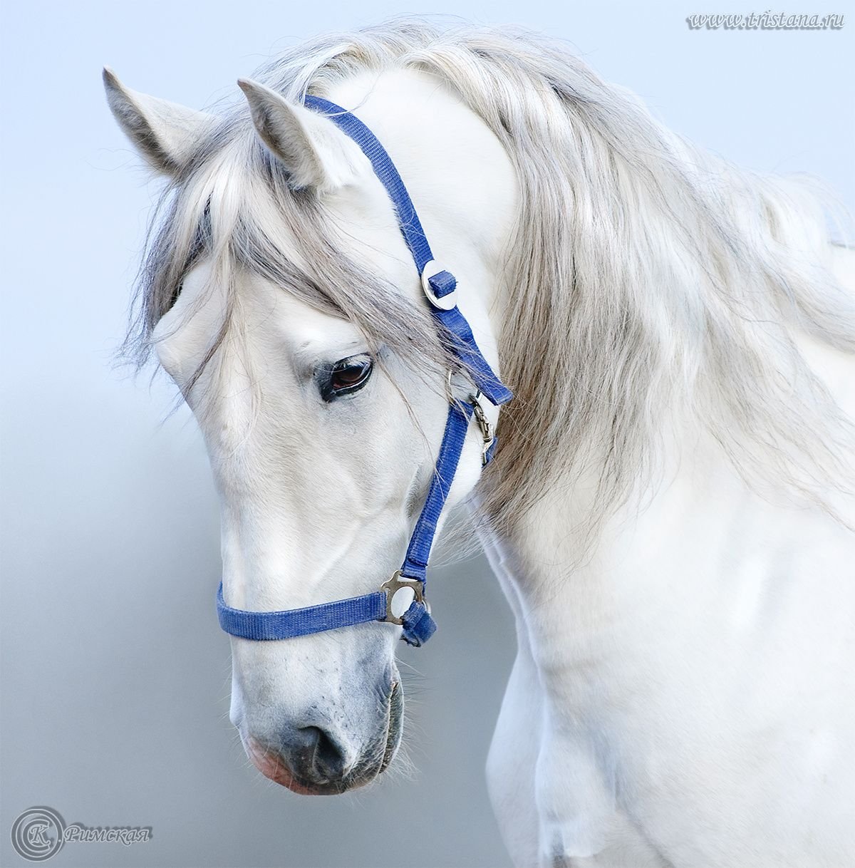 Белоснежные лошадки. Красивые лошади. Морда лошади. Красивые морды лошадей. Белая лошадь.
