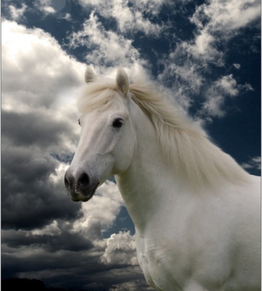 Белоснежные лошадки. Лошади породы фриз альбинос. Красивые лошади. Белая лошадь. Красивая белая лошадь.