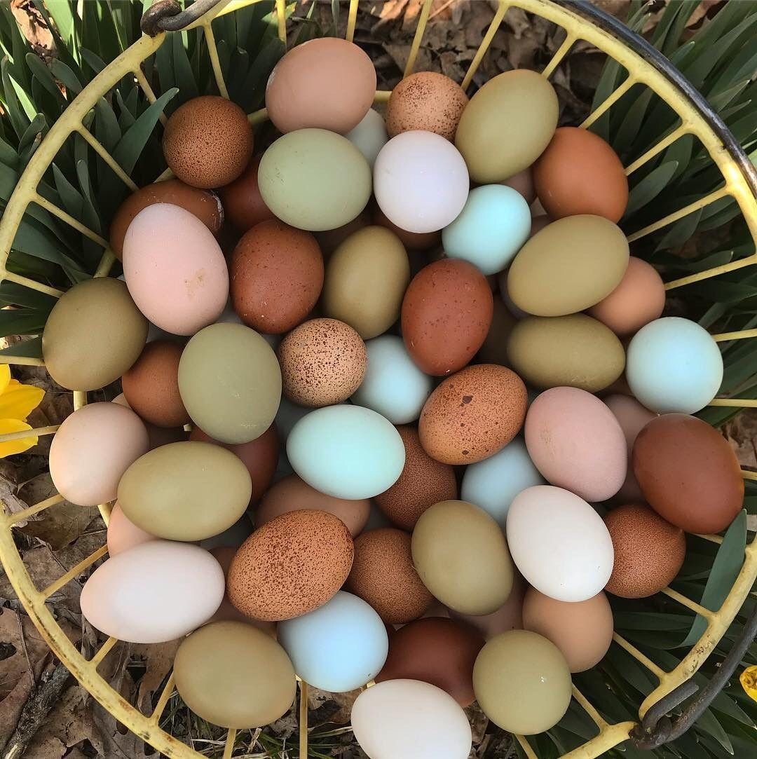 Покажи яйцо курицы. Легбар яйцо. Куры коралл ник цвет яйца. Легбар кремовый яйцо. Коралл ник порода кур цвет яйца.