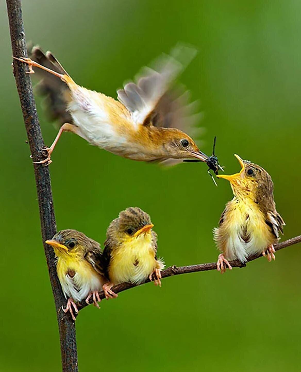 Жизнь птенцов. Природа птицы. Интересные птицы. Забавные птицы. Летние птицы.