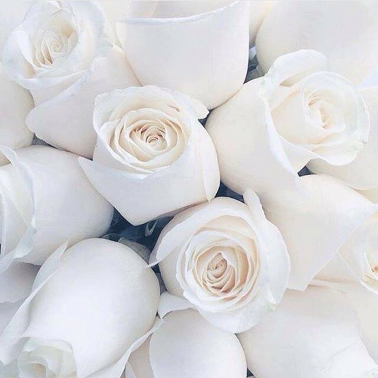 Приятный белый цвет. Белые цветы. Красивые белые розы. Нежные белые цветы. Белоснежные розы.
