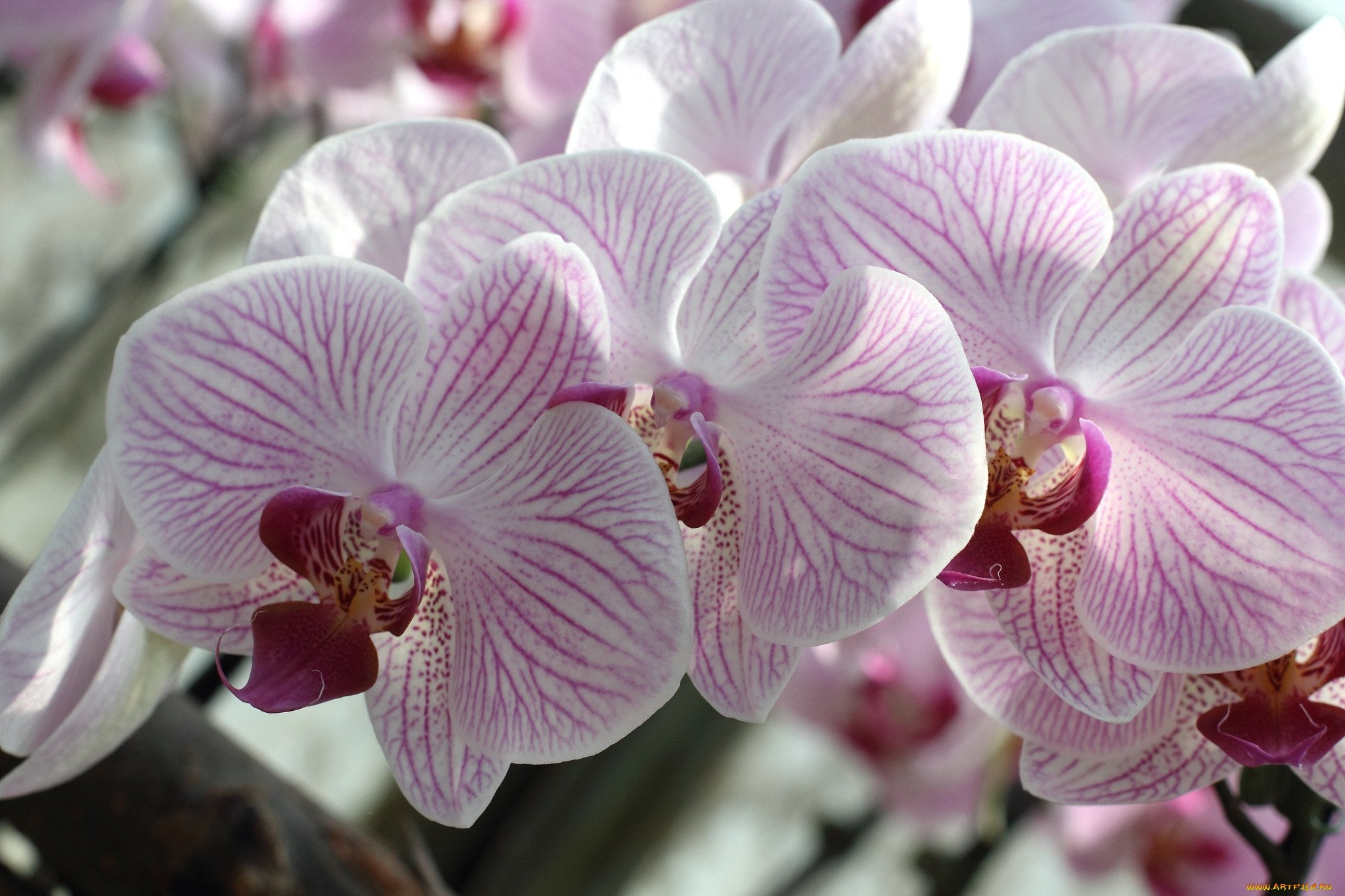 Flowers orchids. Фаленопсис Юкка Орхидея. Фаленопсис Валенсия. Орхидея Pico Sweetheart. Фаленопсис джакаранда.