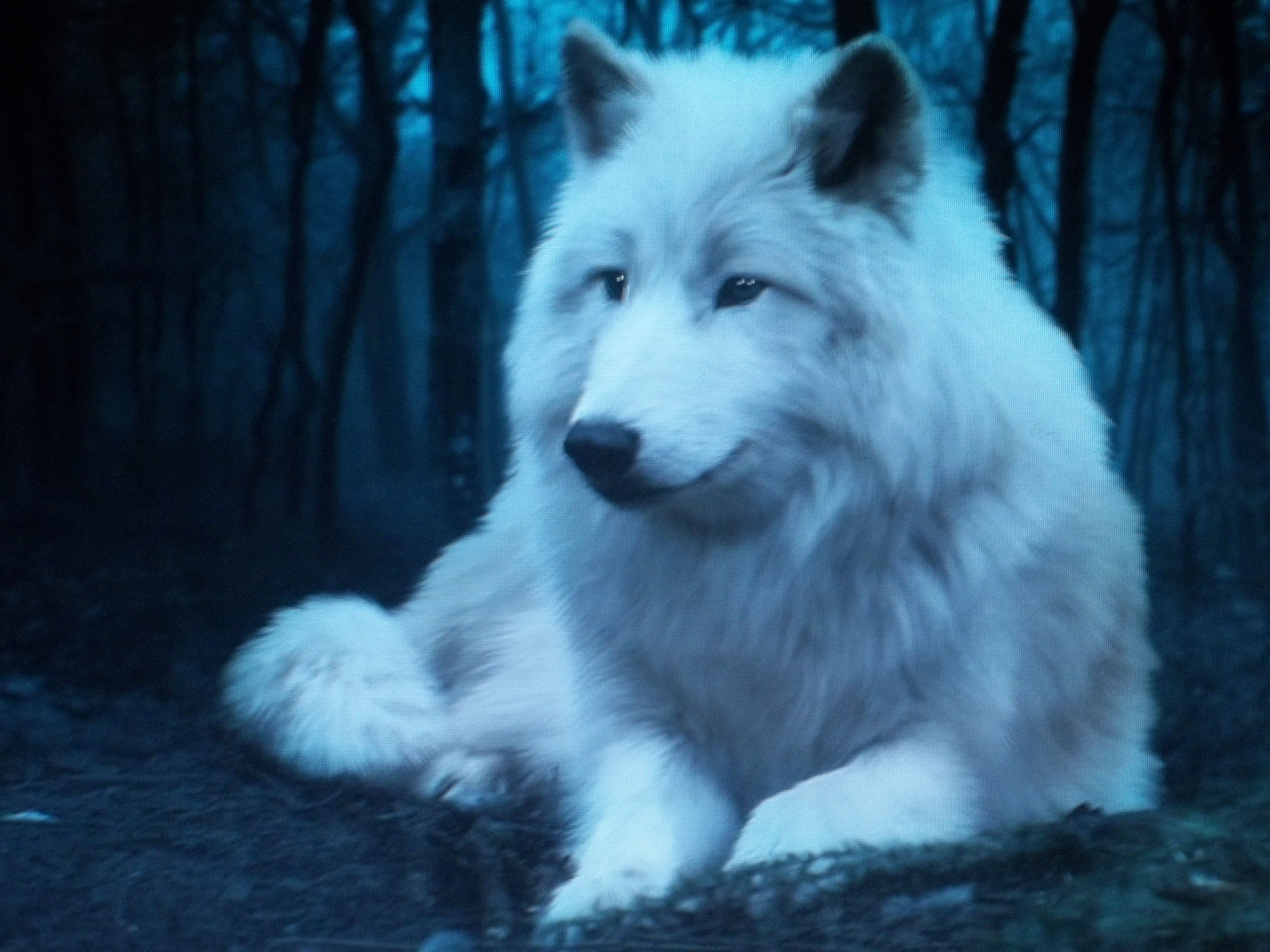 Living wolfs. Белый волк лютоволк. Вайт Вулф. Лютоволк Джона Сноу. Лютоволк порода.