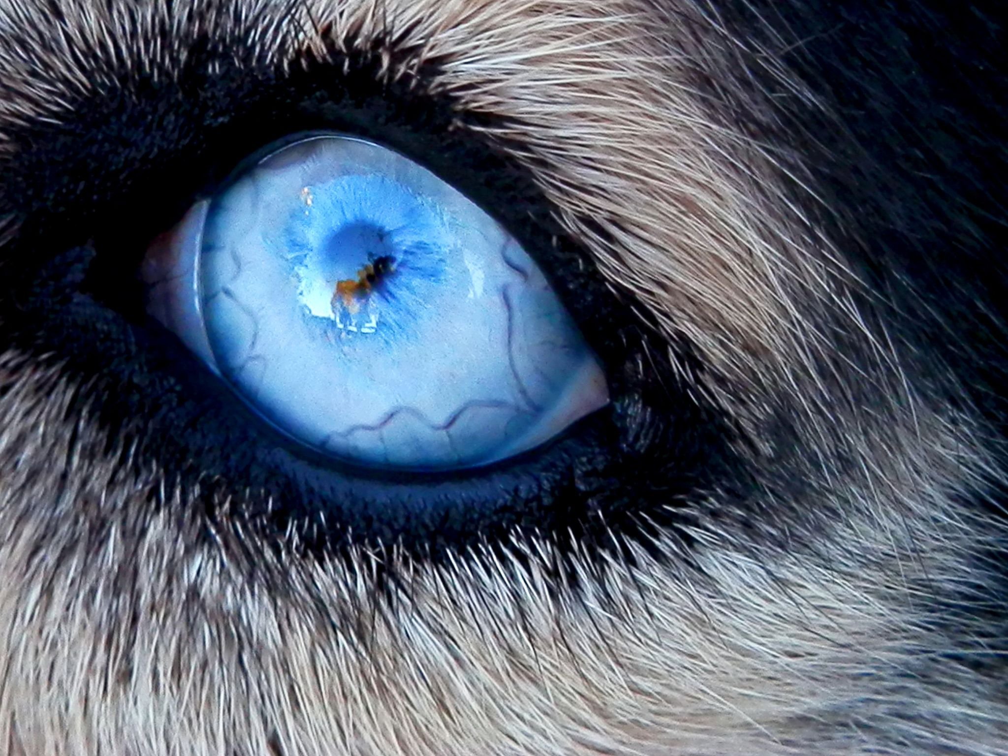 Глаза голубой собаки читать. Глаза хаски. Глаз волка. Волчий взгляд. Волк с голубыми глазами.