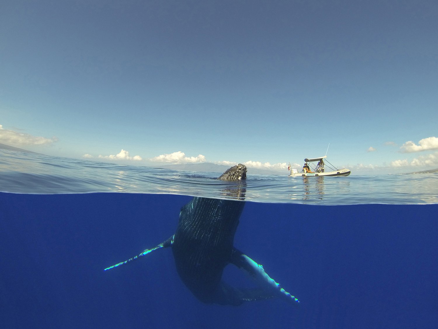Жизнь в океане сконцентрирована на мелководье. Синий кит National Geographic. Киты в океане. Кит под водой. Необычные киты.