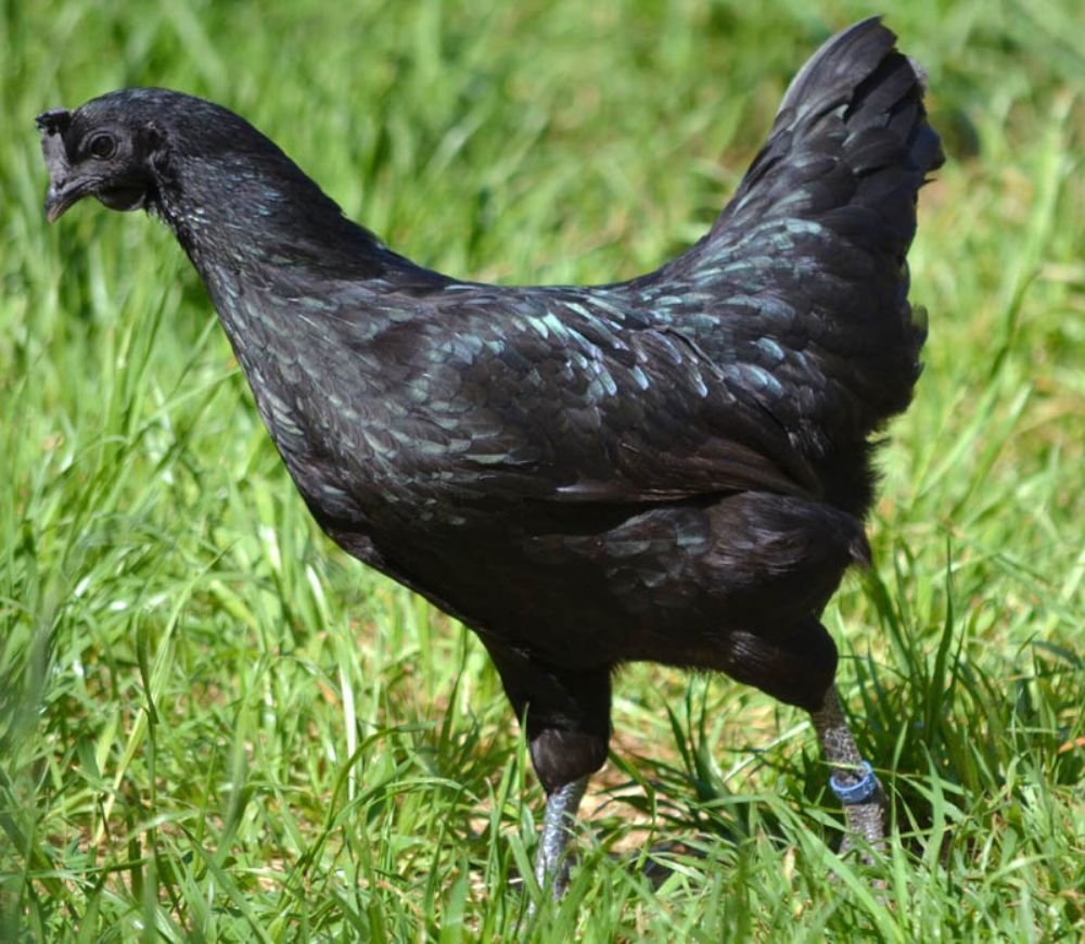 Курица черная серебристая. Аям Цемани порода. Аям Цемани куры. Чёрная порода кур Аям Цемани. Черная курица Аям Цемани.