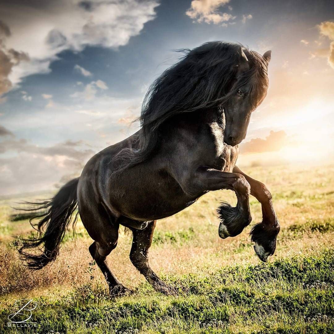 Сильная верховая. Черный конь. Красивые лошади. Мощный конь.