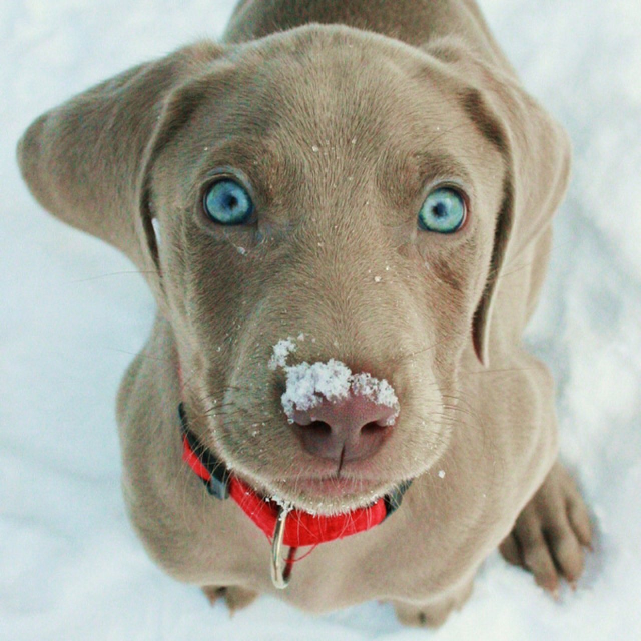 Порода собак с голубыми глазами. Веймаранер лабрадор. Веймаранер голубой. Веймаранер собака. Собака с голубыми глазами Веймаранер.