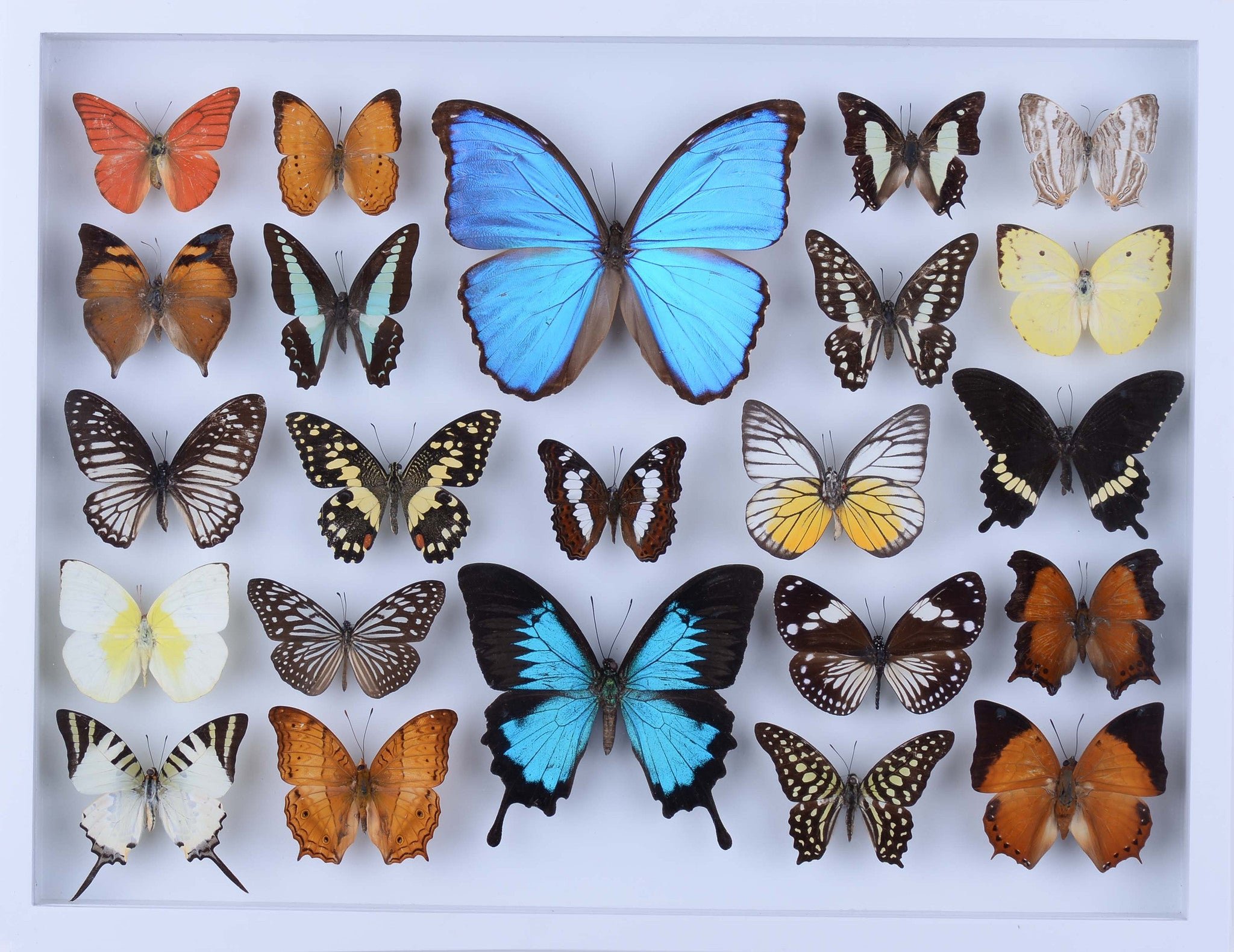 Сколько живут домашние бабочки. Бабочки дома. Домашняя бабочка. Энтомология бабочки. Бабочки в домашних условиях.