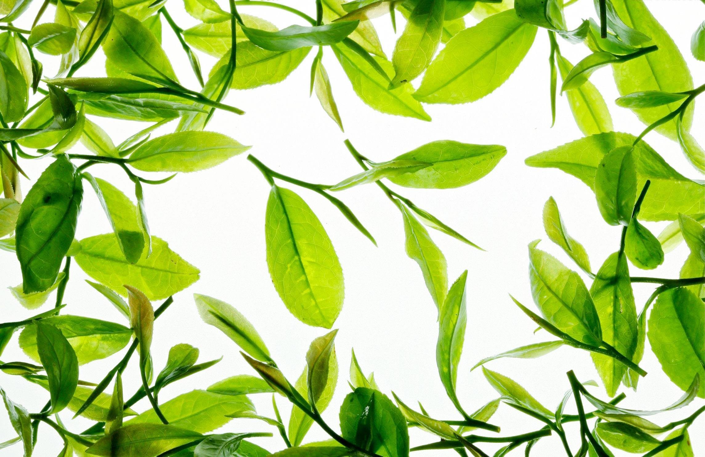 Чайная листва. Греен листья фон. Чайный лист. Зеленый чай листья. Чайные листочки.