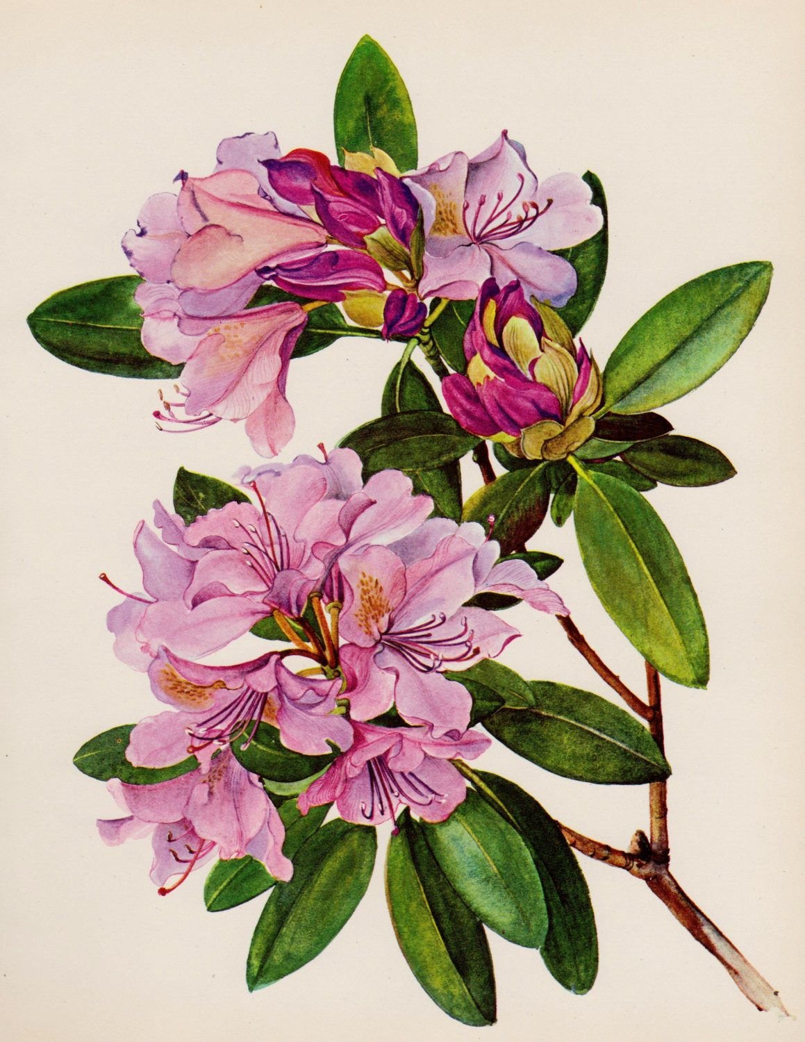 Рододендрон шлиппенбаха розовое дерево