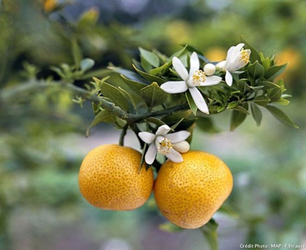 Цветок апельсина