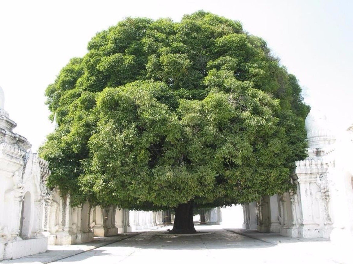 Жизнь деревьев в городе. Дерево в городе Мандалай, Мьянма. Дуб черешчатый раскидистая крона. Дерево Гуакари. Дерево Элайя Буйбон.