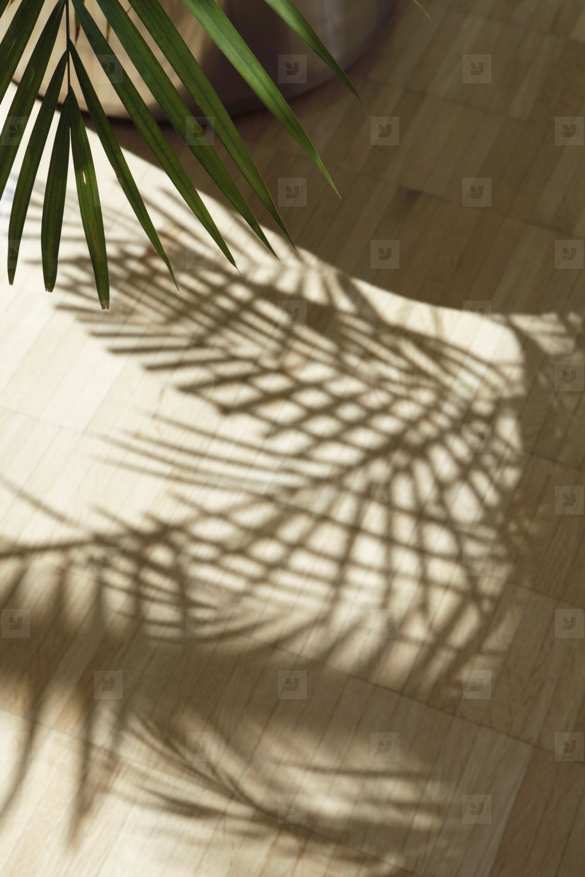 Тени от пальм текст. Тень от пальмы. Тень от пальмы на стене. Пальмовые листья тень. Тень от листьев пальмы.