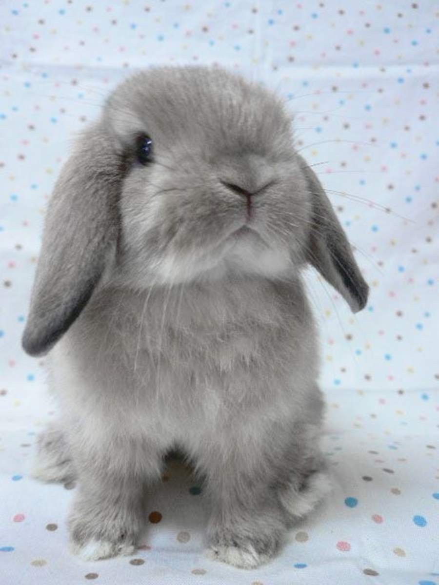 Маленький серый кролик. Холланд лоп кролик. Карликовый баран кролик. Карликовый вислоухий баран кролик. Серый вислоухий кролик.