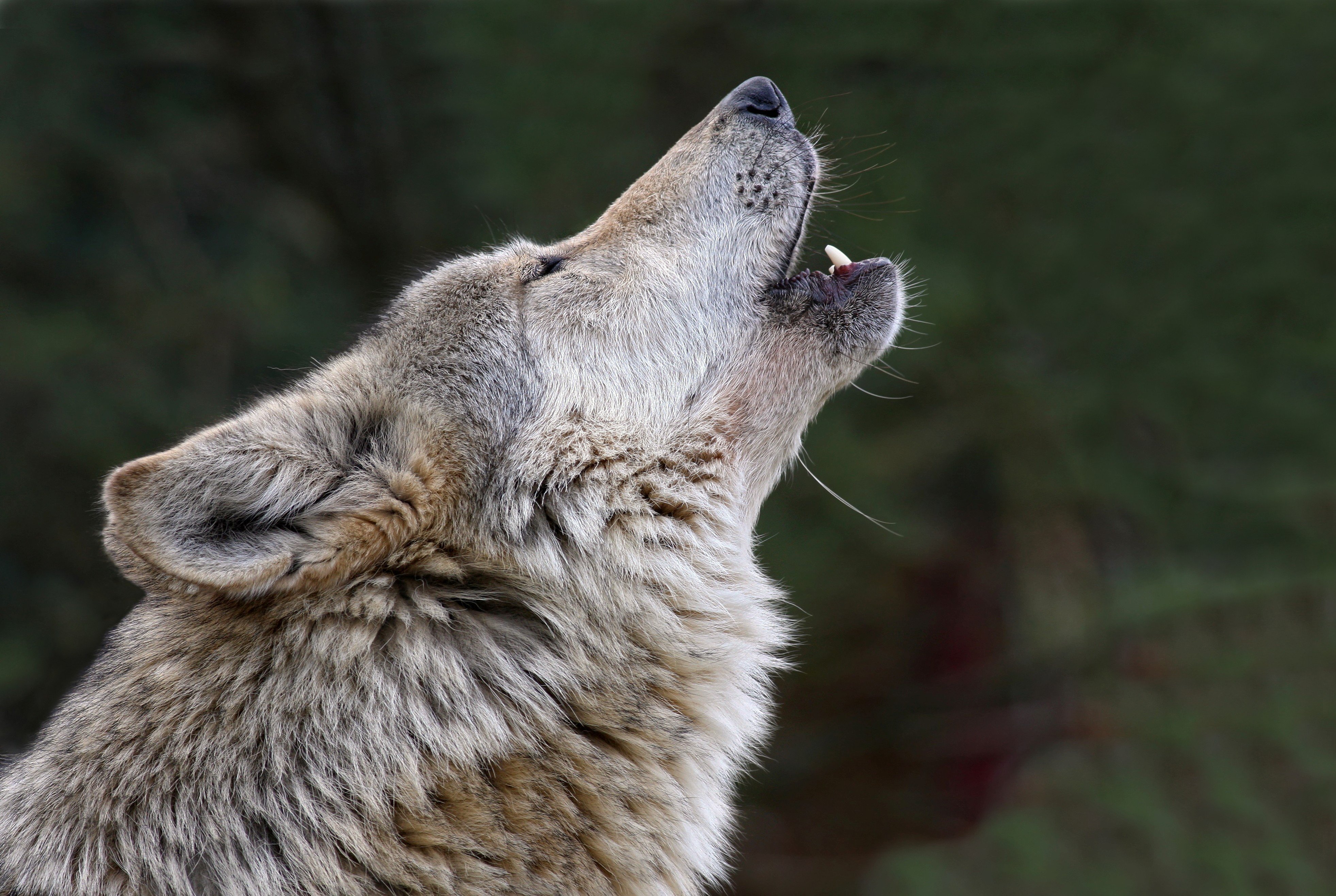 Громкие животные звуки. Воющий волк. Морда волка. Морда воющего волка. Волчица воет.