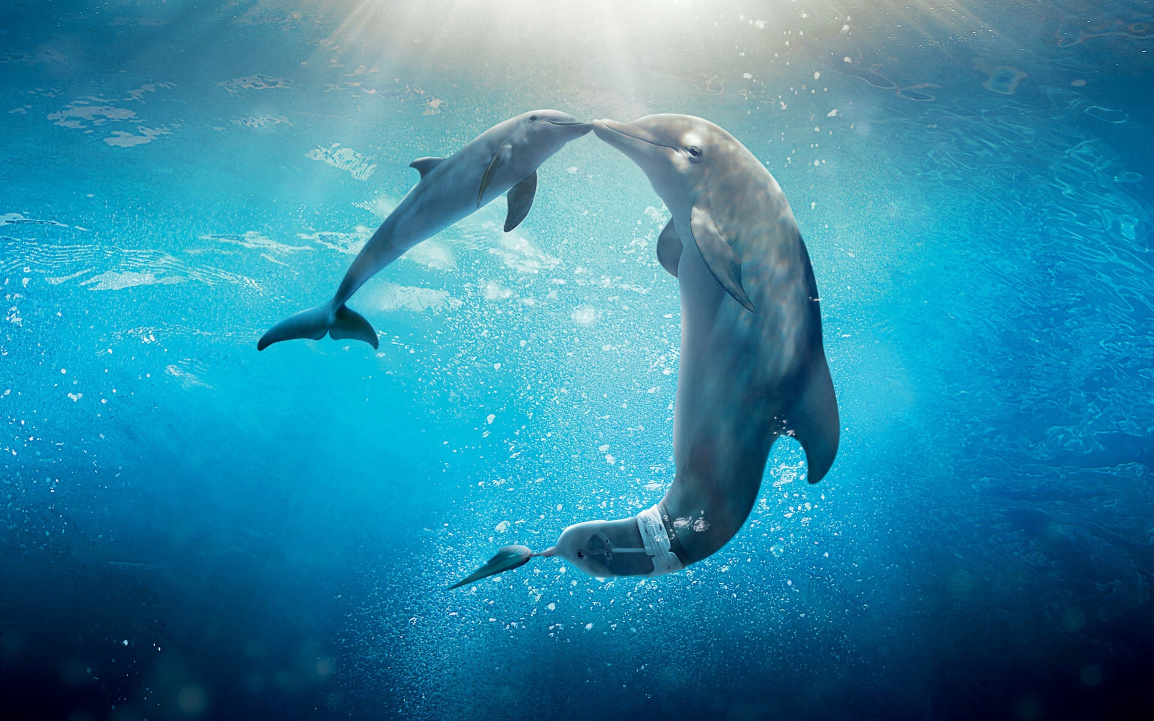 Дельфин живет в воде. Винтер 2 Дельфин. Дельфины в море. Фон дельфины.