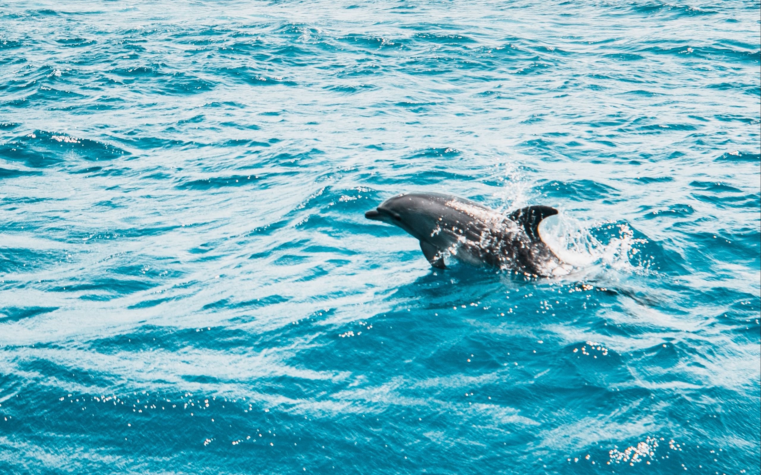 Дельфины живут в море. Дельфины в море. Дельфин в море. Красивые дельфины. Дельфины на рабочий стол.
