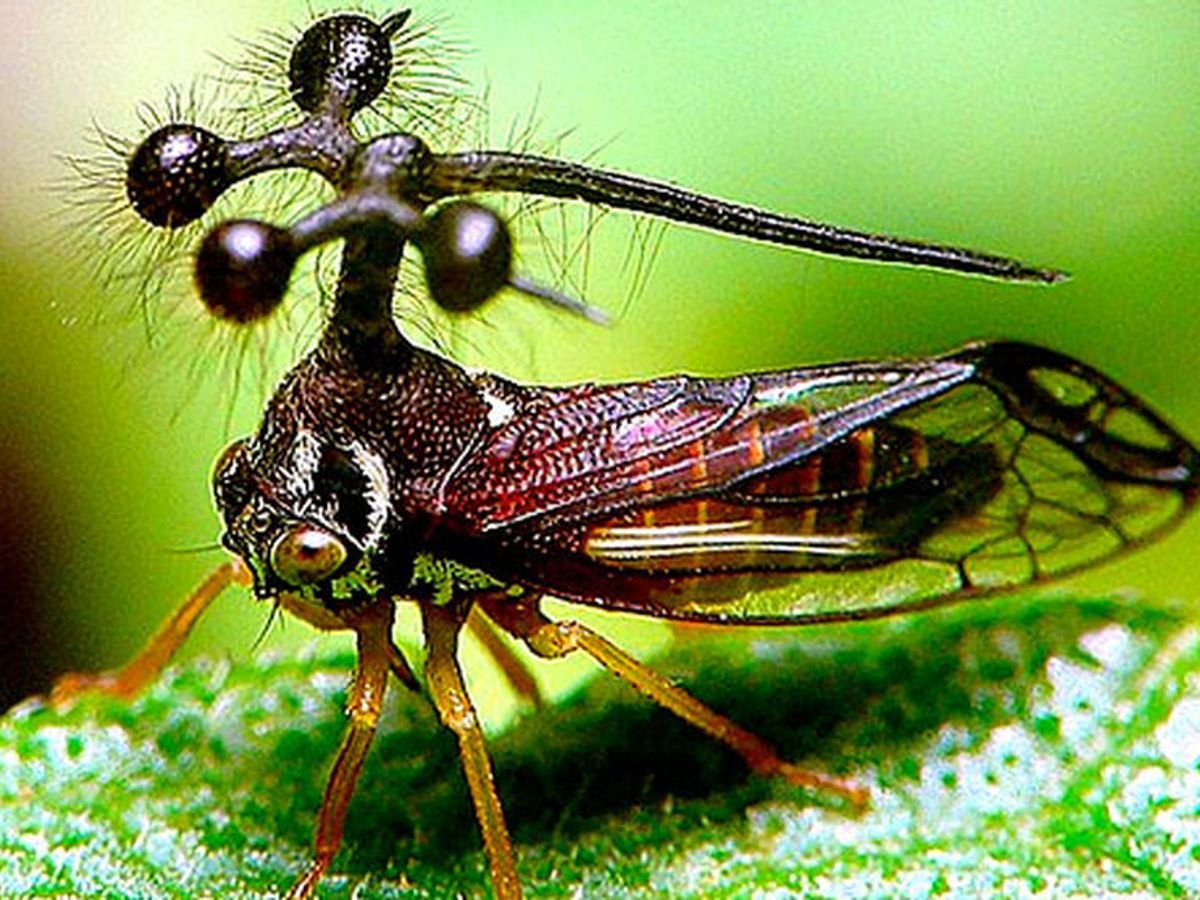 Новый вид насекомых