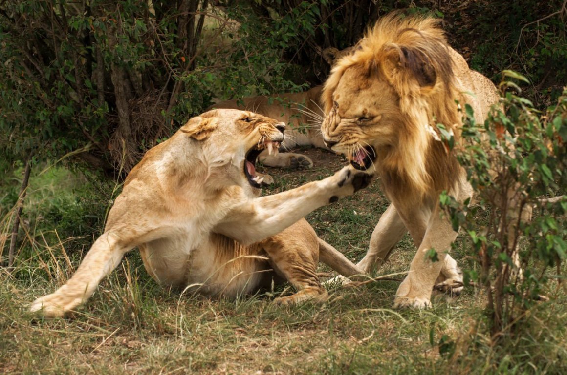 Львы живут семьей. Битва Львов за Прайд. Львиный Прайд против гиен. Лев и львицы Прайд. Животные дерутся.
