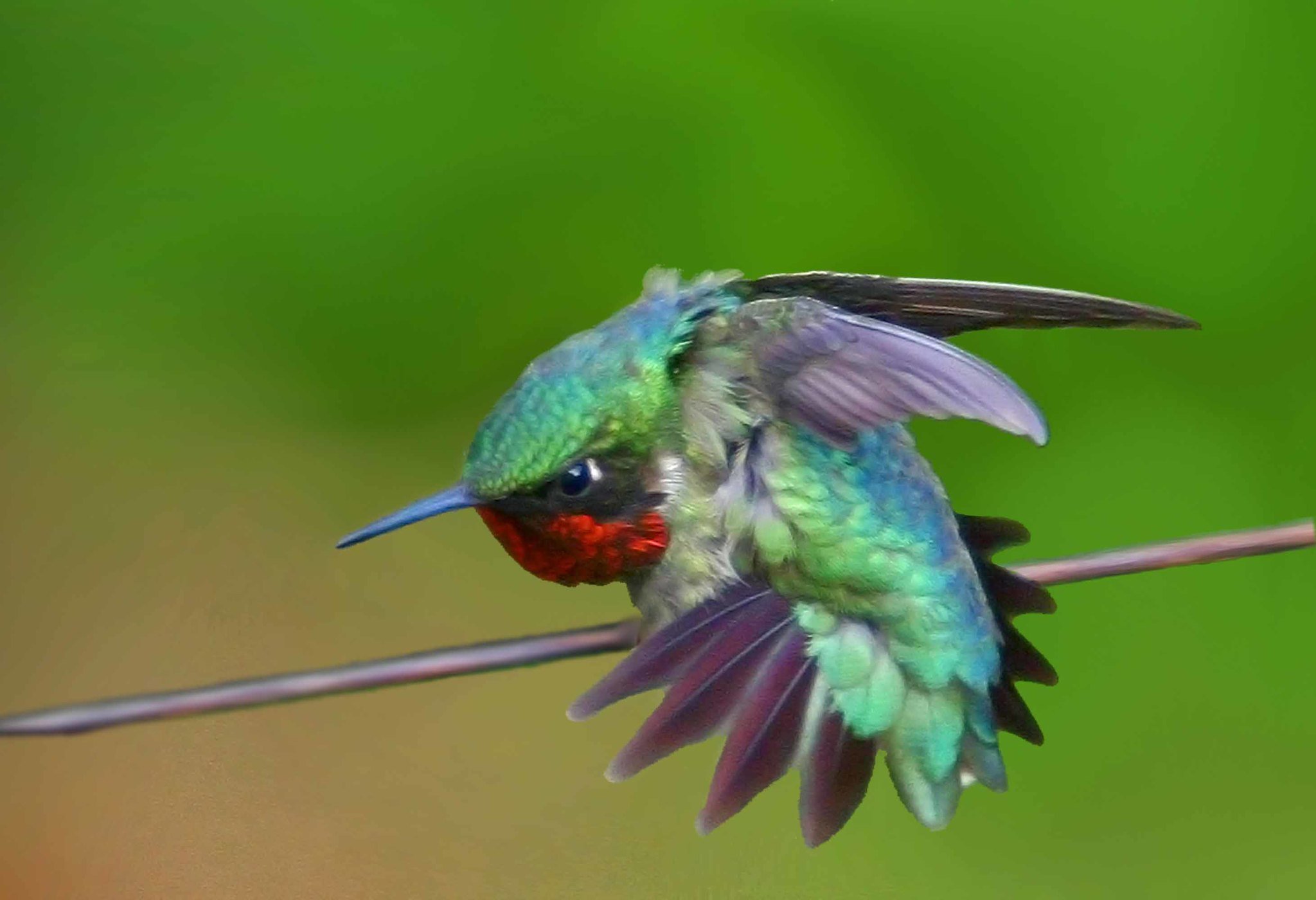 Птицы маленького размера. Ракетохвостый Колибри. Птичка Колибри. Колибри пурпурный саблекрыл. Колибри самая маленькая птица.