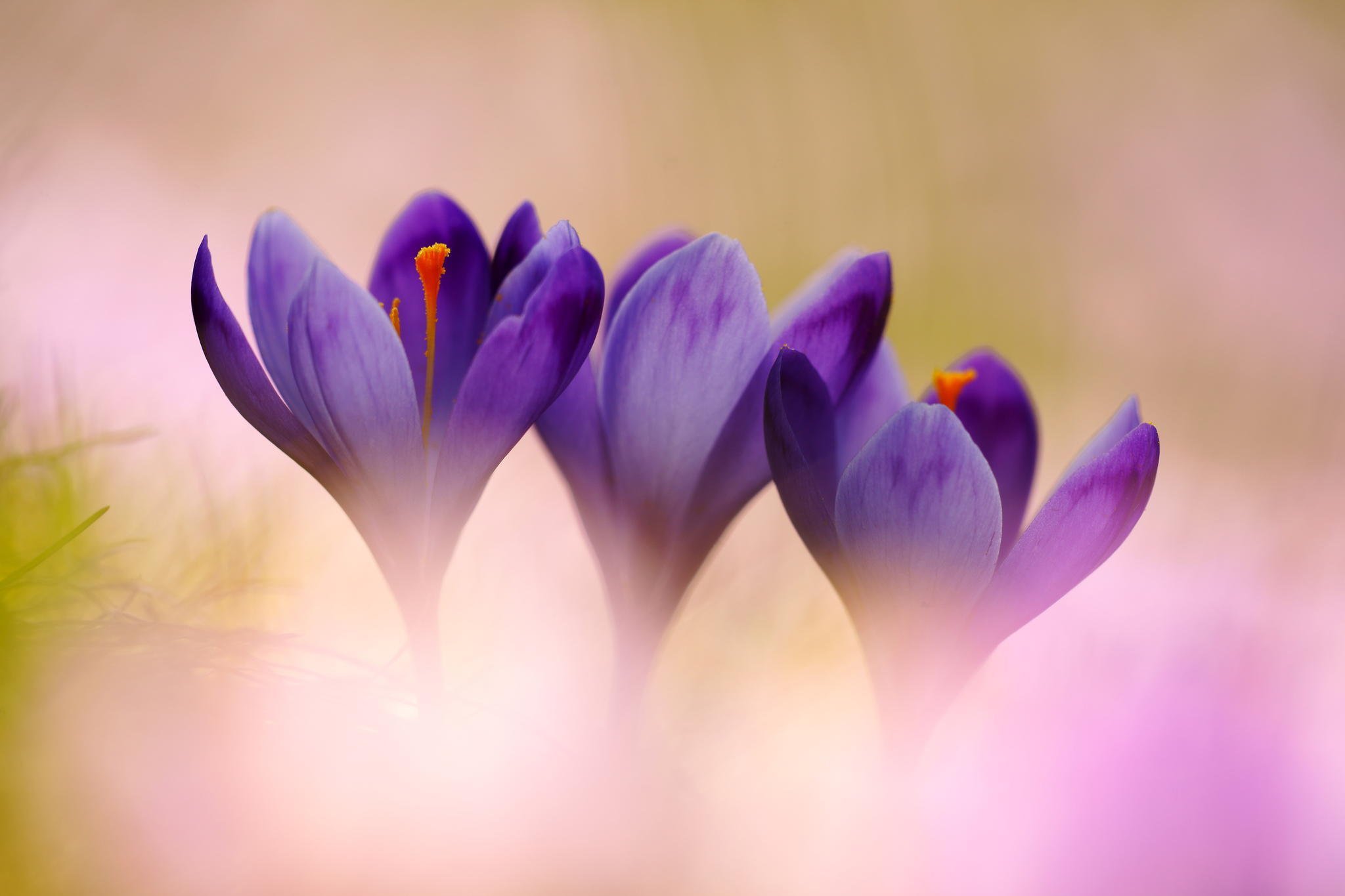 Баннер скорби крокус. Крокус фиолетовый первоцвет. Крокус Шафран весенний. Крокус весенний фиолетовый. Крокус цветок сиреневый.
