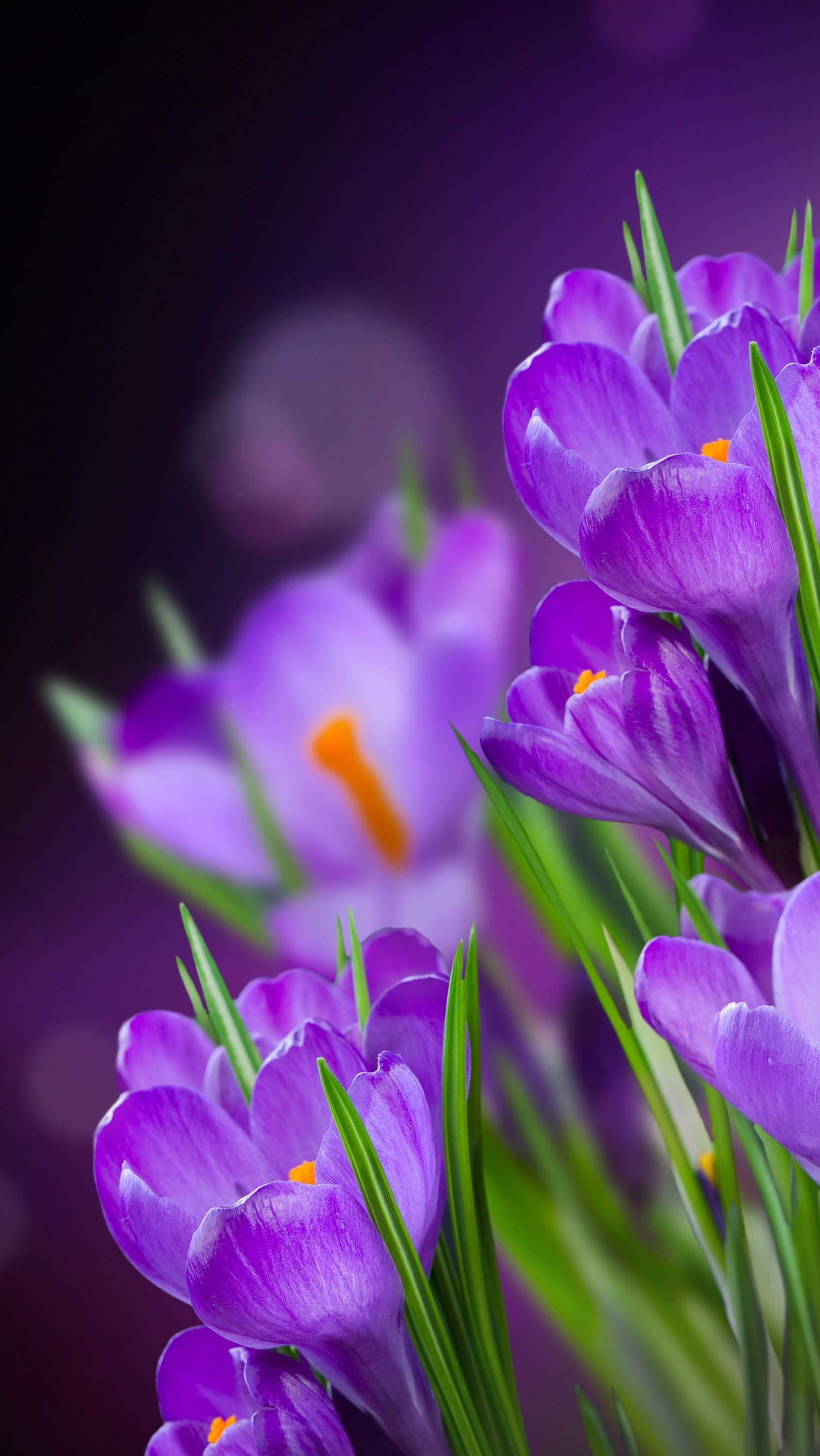Фото весны красивые на заставку на телефон. Крокусы сиреневые. Крокус (6/0,8). Крокус весенний фиолетовый. Крокус полевой.