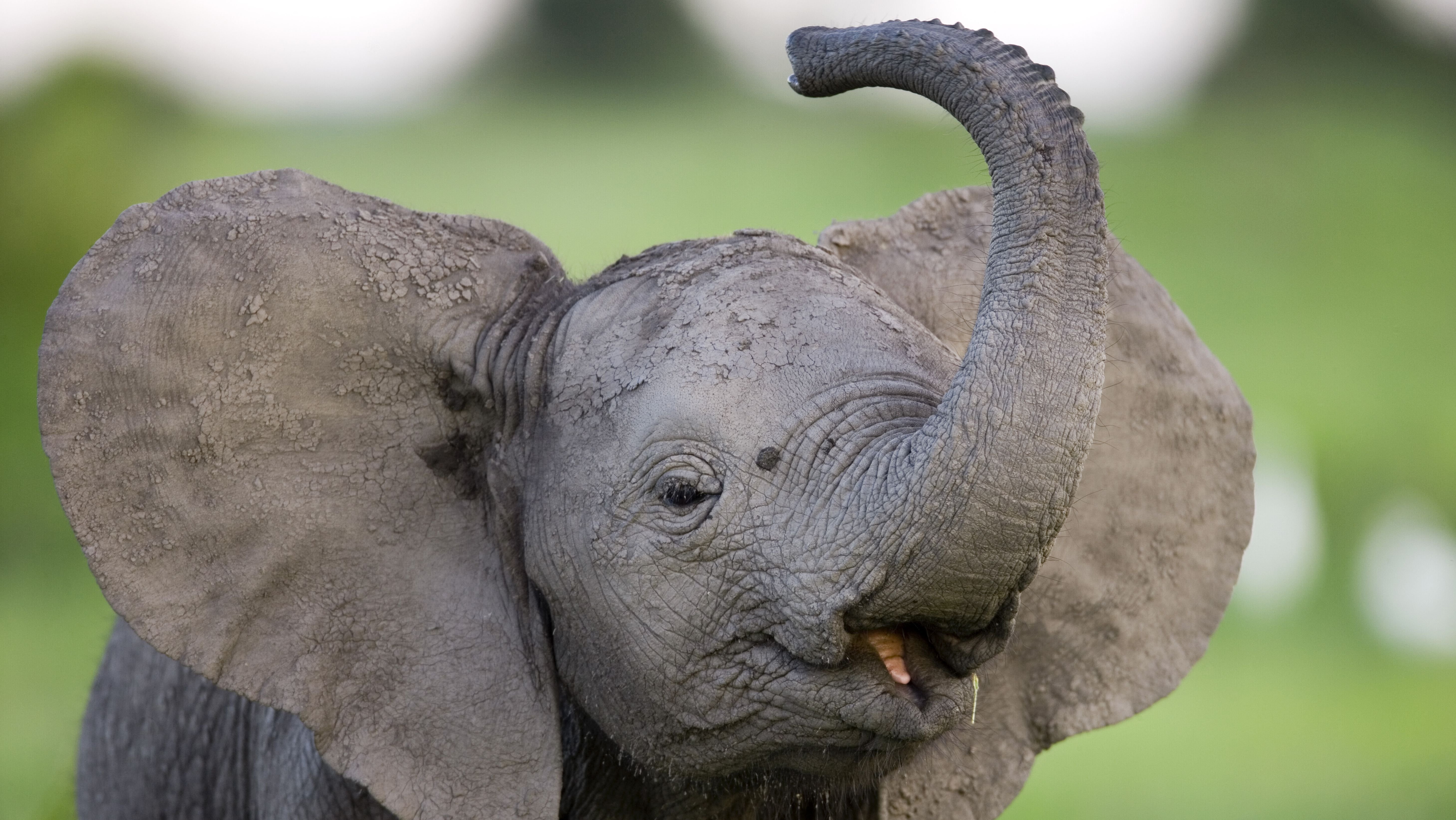 Слоновые уши. Слоновье ухо. Слоненок. Слонёнок с большими ушами. Слоненок с ушами.
