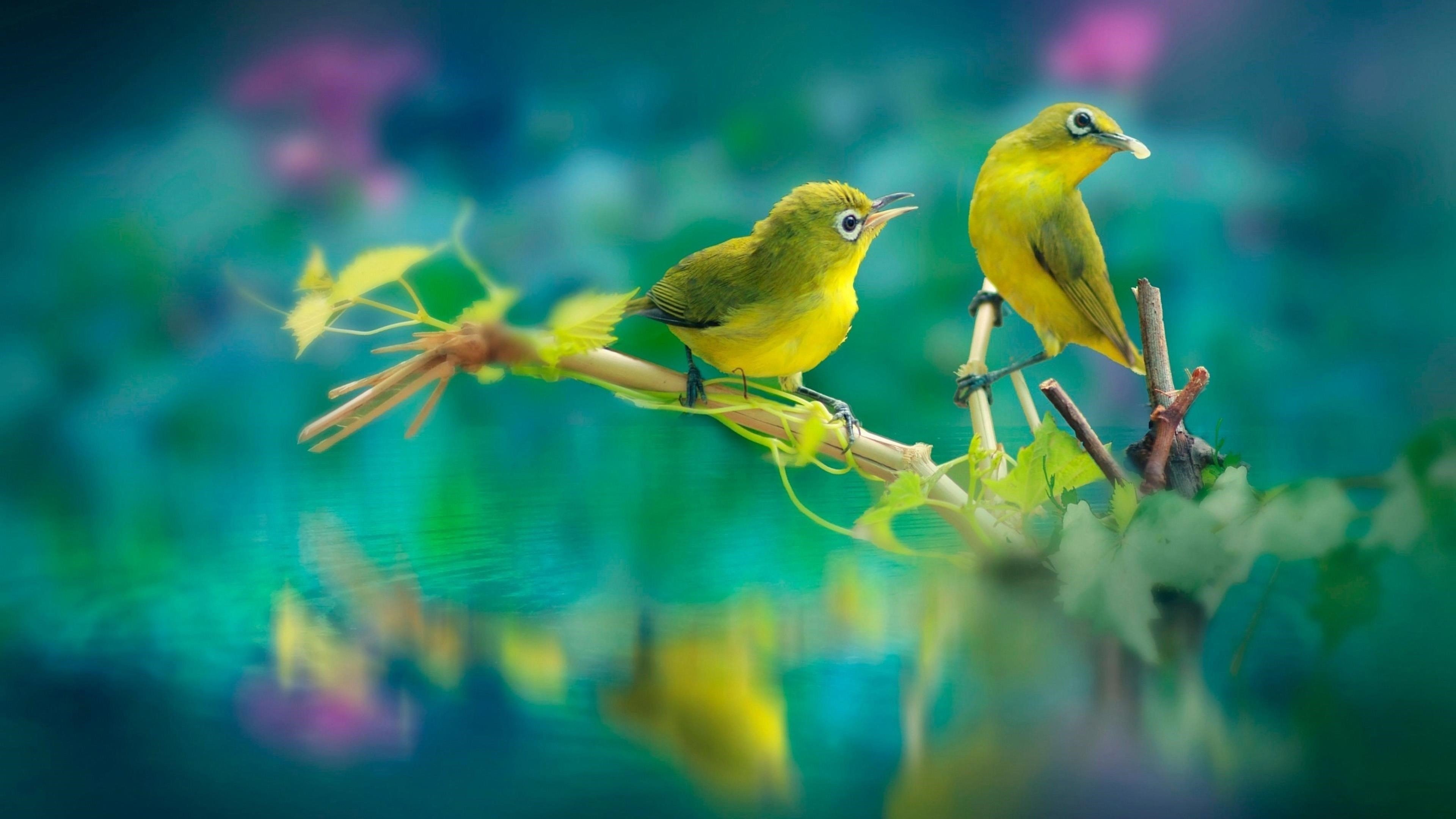 Пение птиц в природе