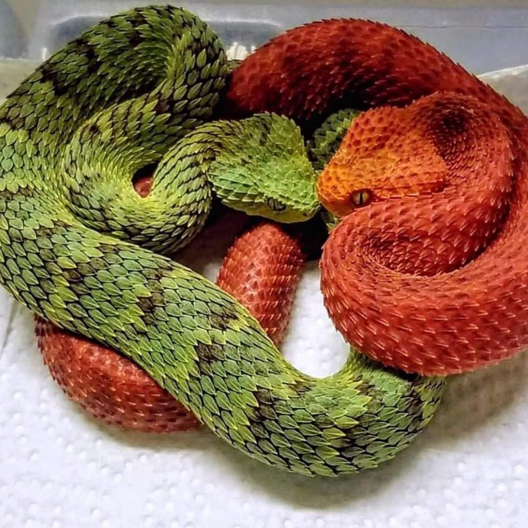 Травоядные змеи. Кустарниковая гадюка (Atheris. Кустарниковая гадюка голубая. Шершавая древесная гадюка (Atheris squamigera). АТЕРИС змея.