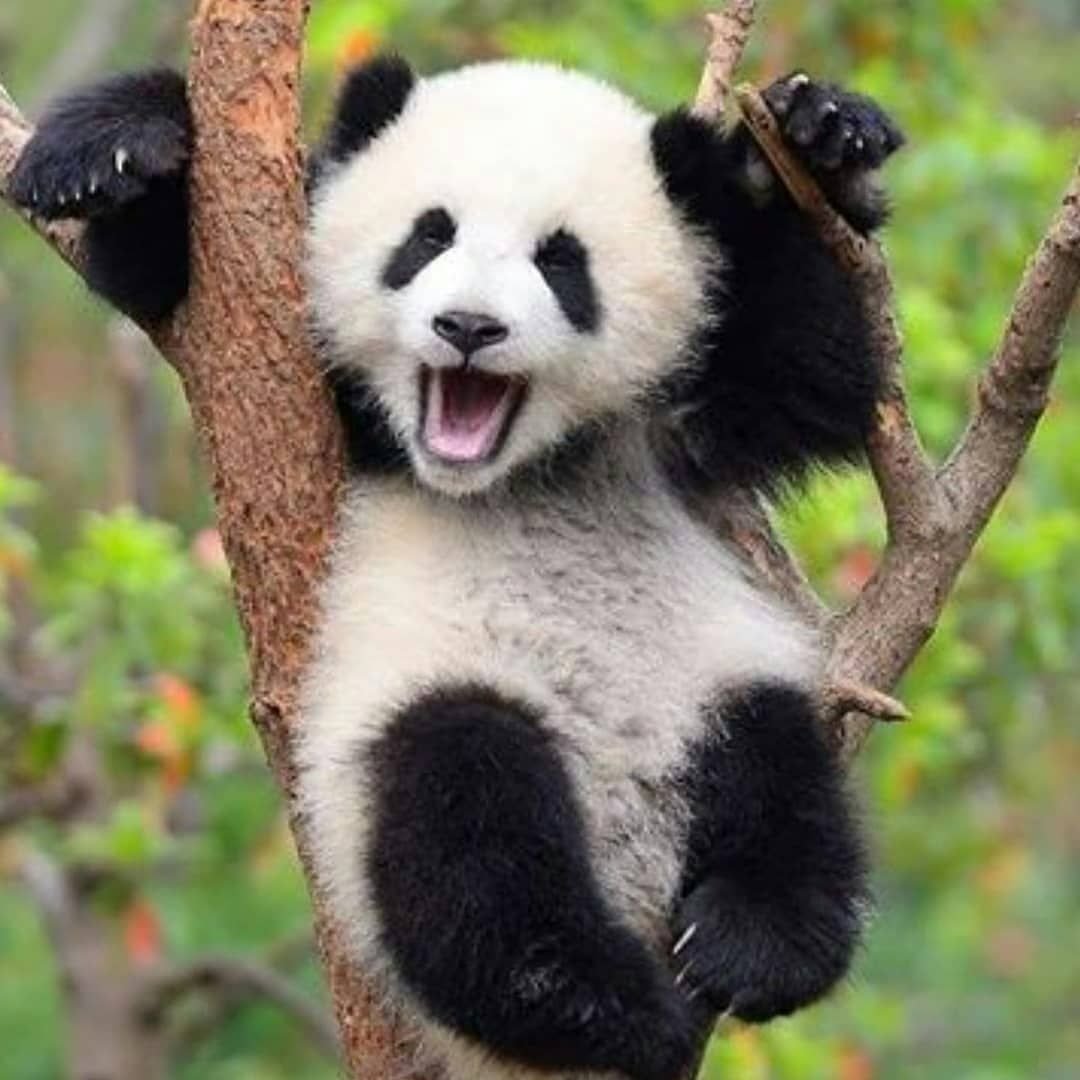 Панда без кругов