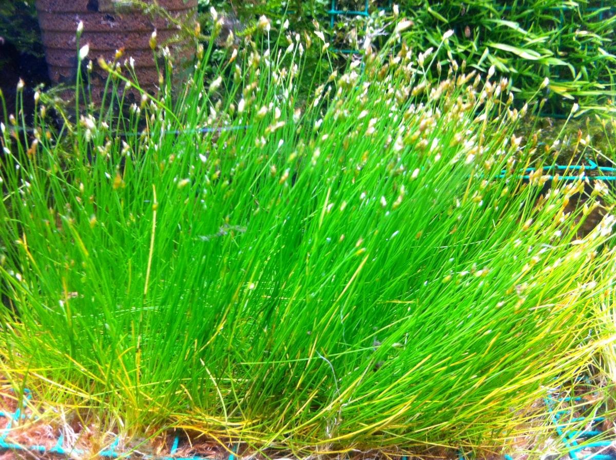 Какую траву в рыбу. Элеохарис парвулюс. Элеохарис игольчатый. Элеохарис аквариумное растение. Элеохарис карликовый.
