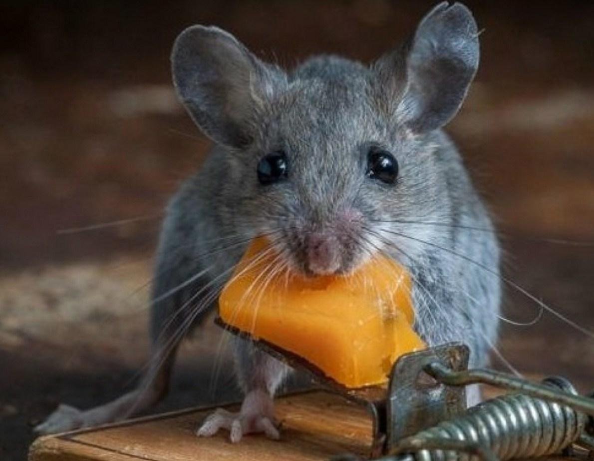 Чисто мышь. Мышь. Мышка Живая. Мышка серая. Мышь картинка.
