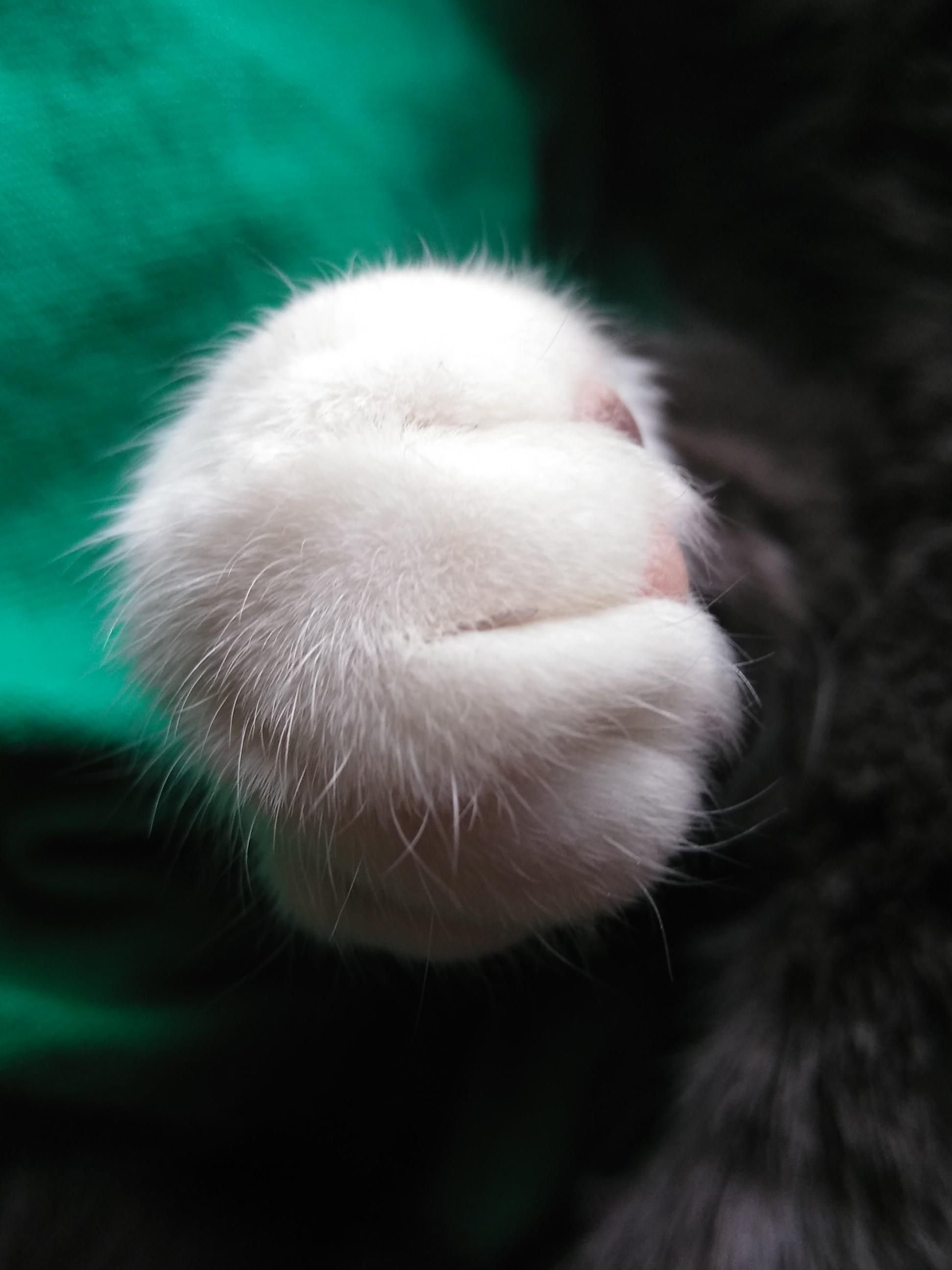 Белая лапка котика