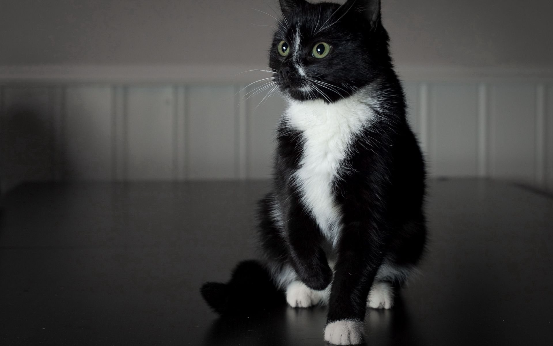Котята с белыми лапками. Котенок черно-белый. Черная кошка с белыми лапками. Чёрный кот. Черно белый кот.