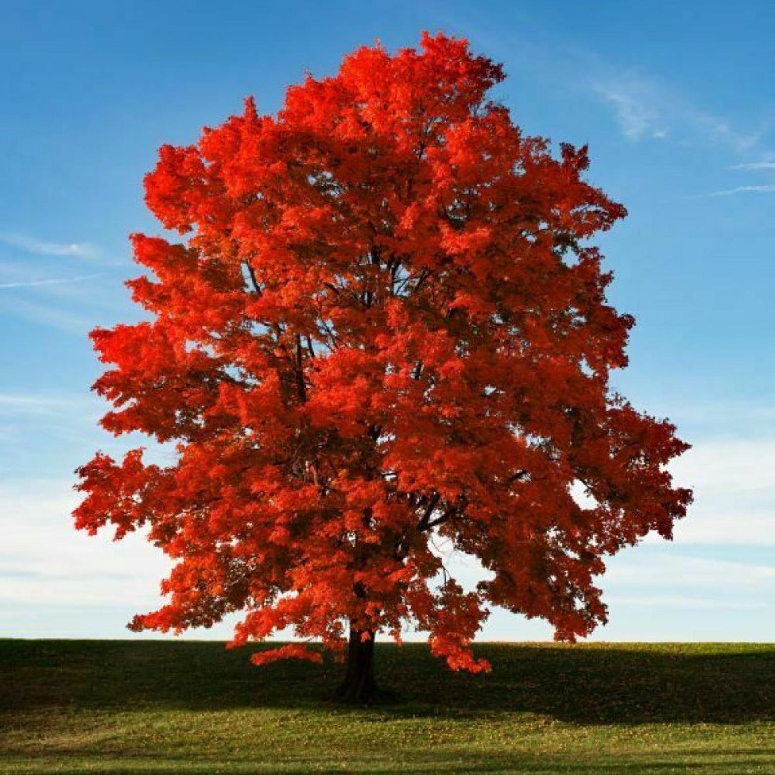 Красные деревья названия и фото. Клен красный Acer rubrum. Клен красный ред Сансет. Acer rubrum (клен красный) 'Red Sunset'. Клен канадский ред Сансет.