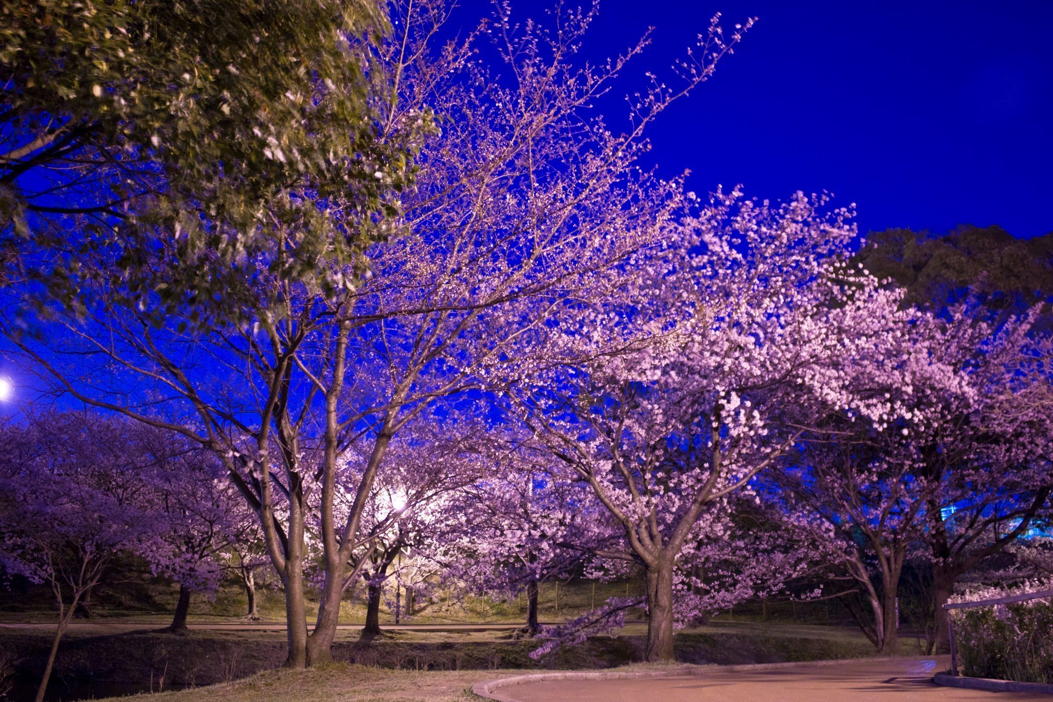 Ночь весны картинки красивые