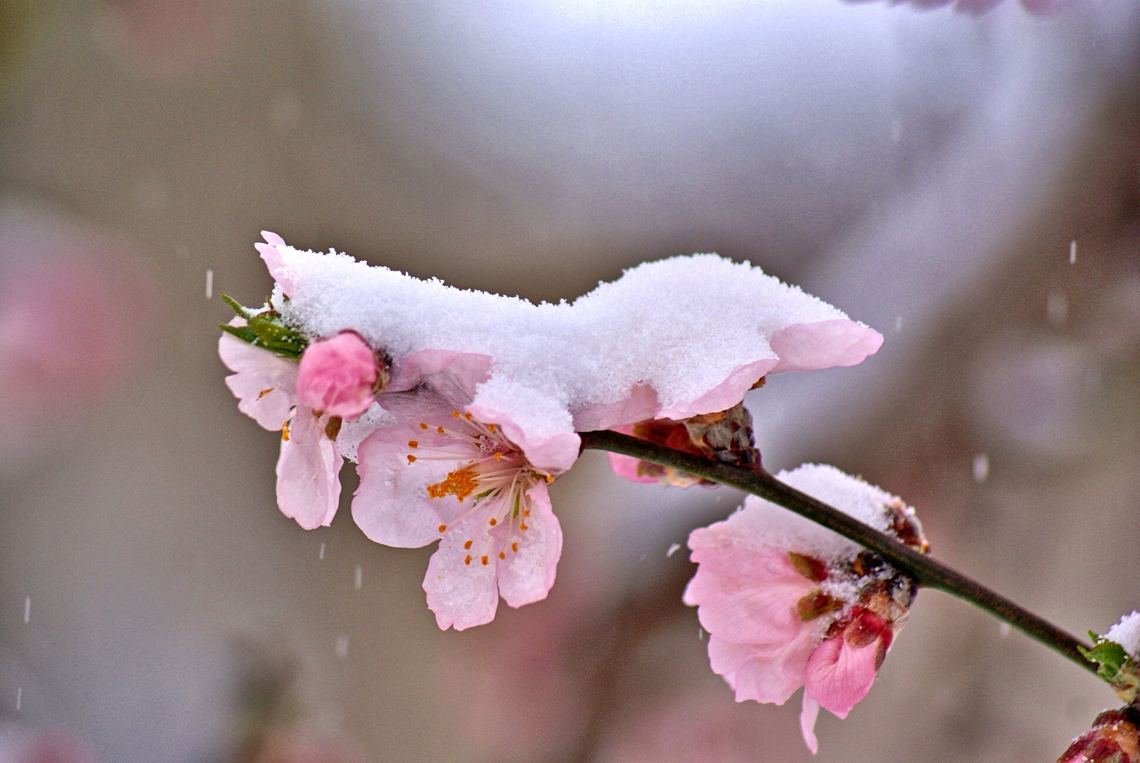 Миндаль зимой. Сакура в снегу. Цветущий миндаль. Цветущая Сакура в снегу. Цветение зимой.