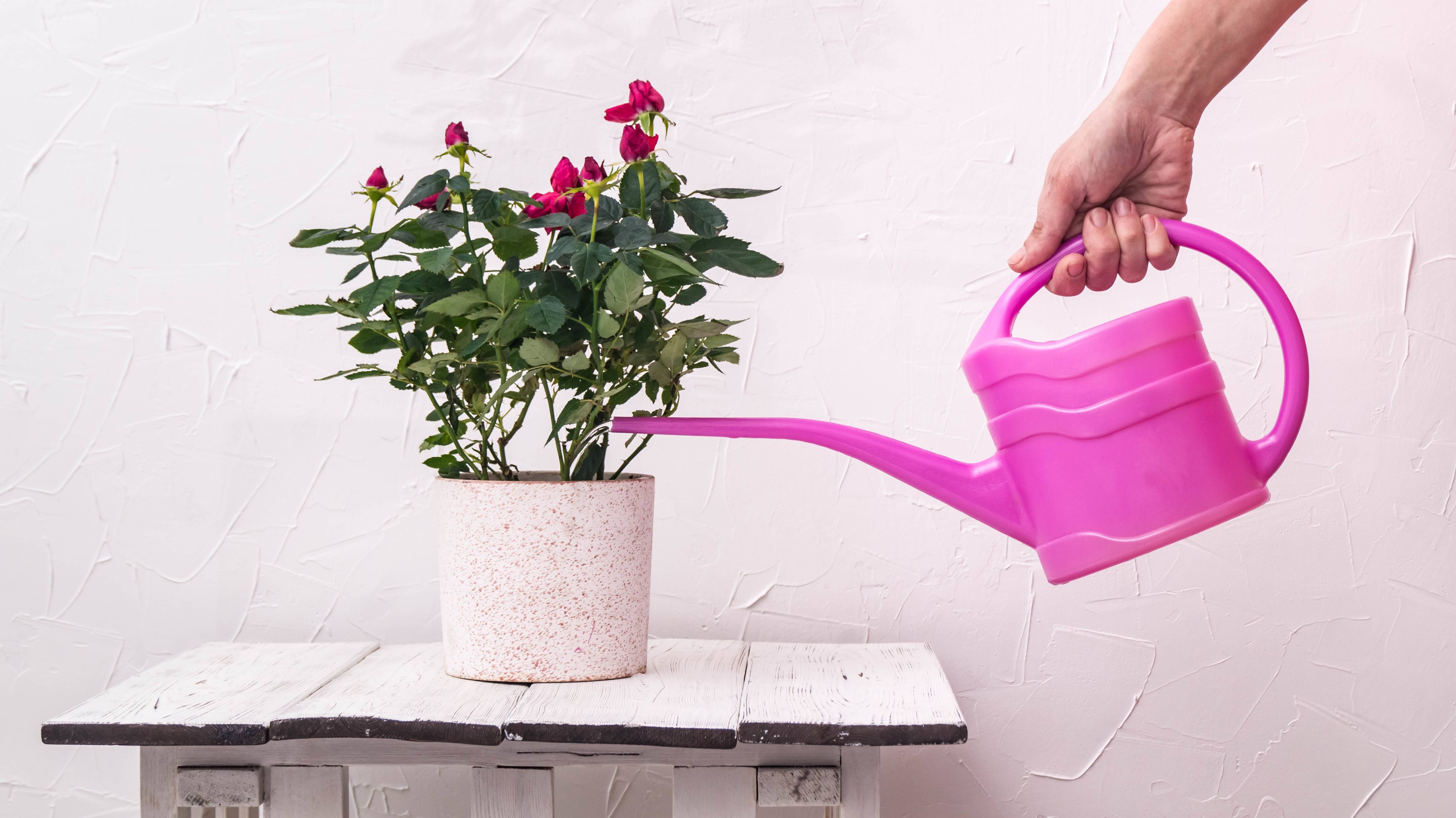 Сколько поливать комнатные растения. Розовый цветок в горшке. Лейка для полива комнатных растений. Лейки для цветов домашние. Необычные лейки для цветов.