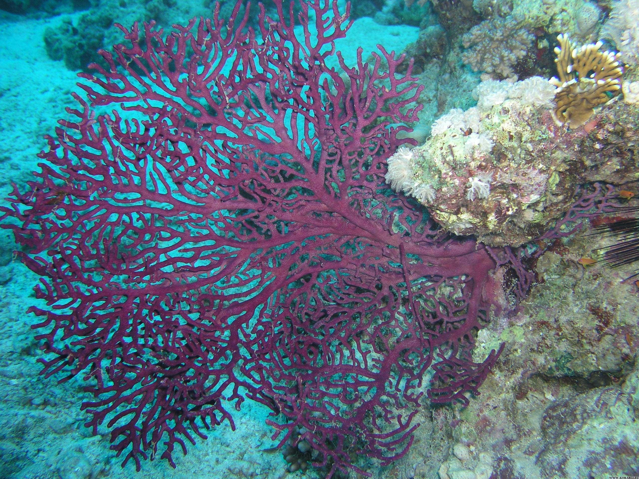 Темно коралловый. Корал замго. Коралловая гаррупа. Коралл Санго. Черный коралл.