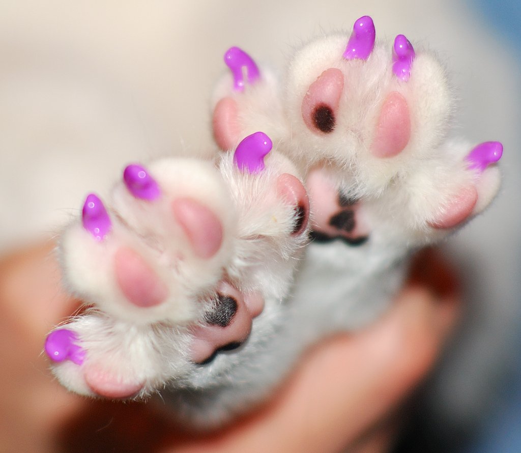 Ногти когти кошки. Антицарапки на когти. Антицарапки на когти для кошек. Анти царапки доя еожек. Кошка на ногтях.